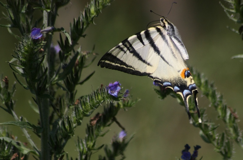 La bellezza � nei colori ma la grazia � nel volo